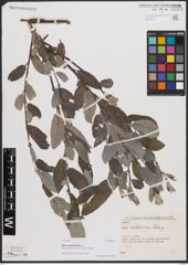 Foto von Salix cantabrica Rech. f.